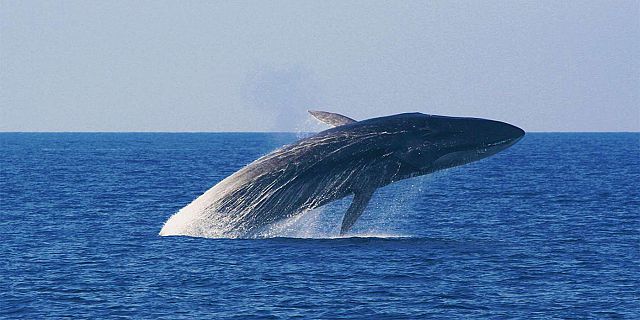 Whales trip mauritius (2)